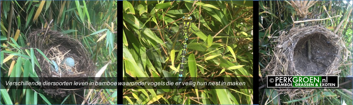 Verschillende diersoorten leven in bamboe waaronder vogels die er veilig hun nest in maken Verschillende diersoorten leven in bamboe waaronder vogels die er veilig hun nest in maken